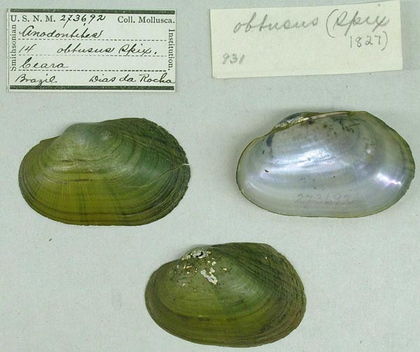 image of lot USNM_273692 image of lot USNM_273692