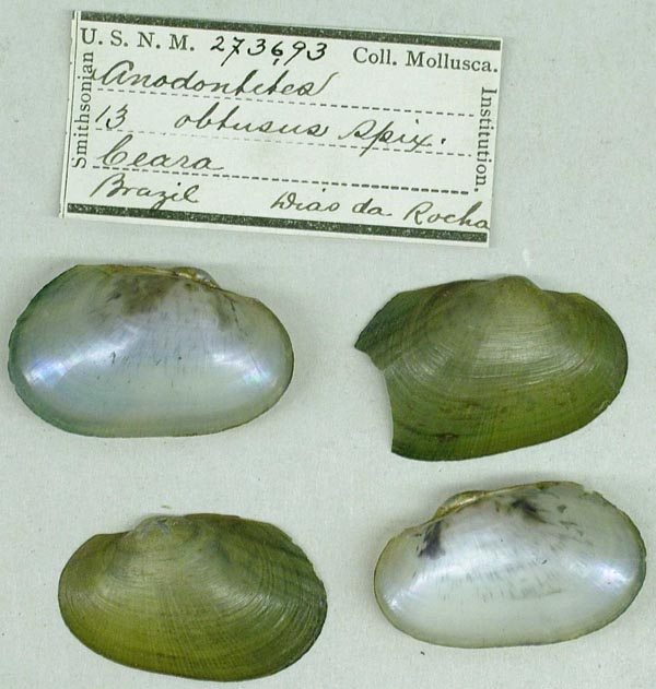 image of lot USNM_273693 image of lot USNM_273693