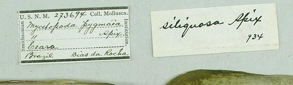 specimen
