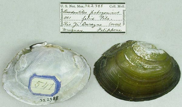 specimen
