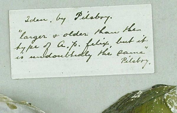 specimen