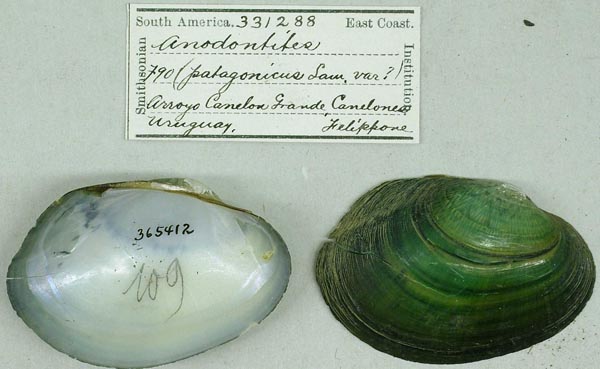specimen