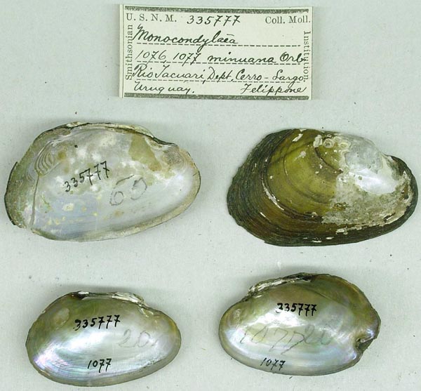 specimen