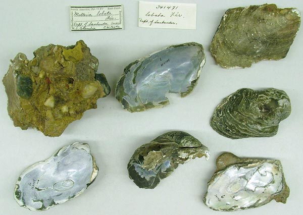 specimen