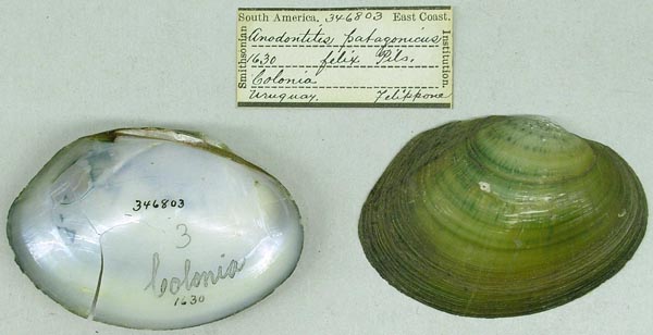 specimen