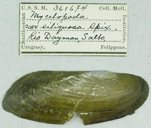 specimen