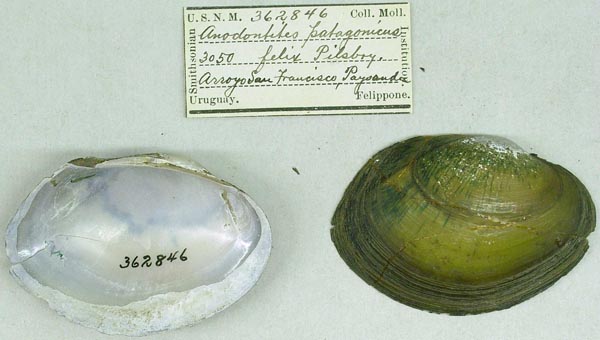 specimen