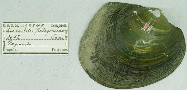 specimen