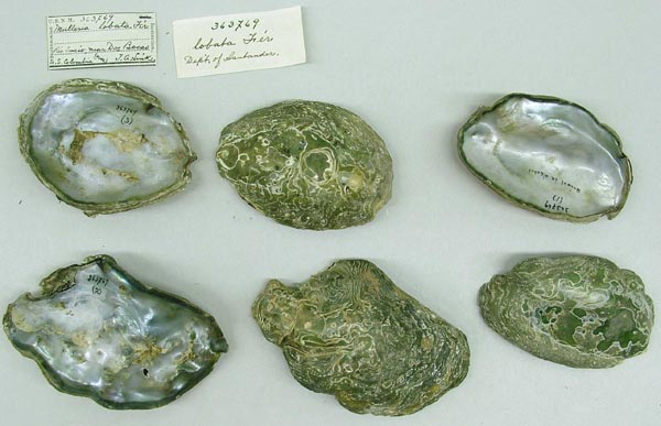 specimen