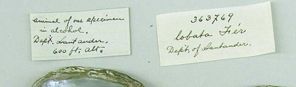 specimen