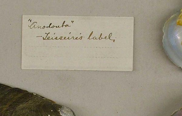 specimen