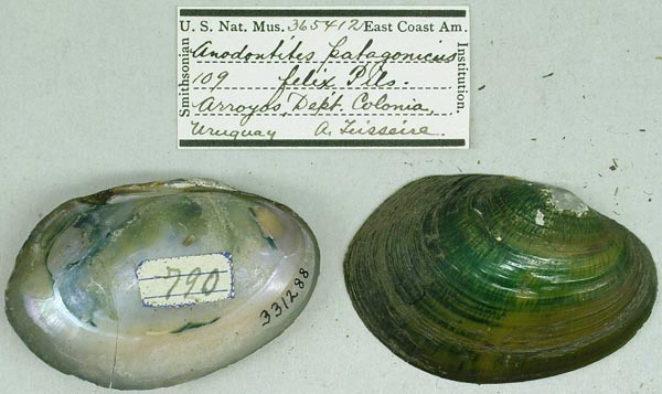 specimen