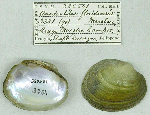 specimen