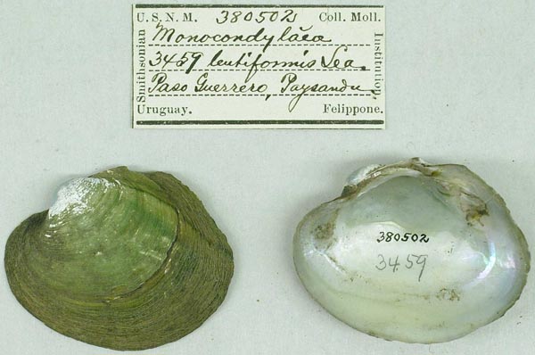 specimen