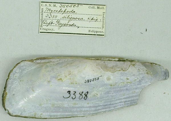 specimen