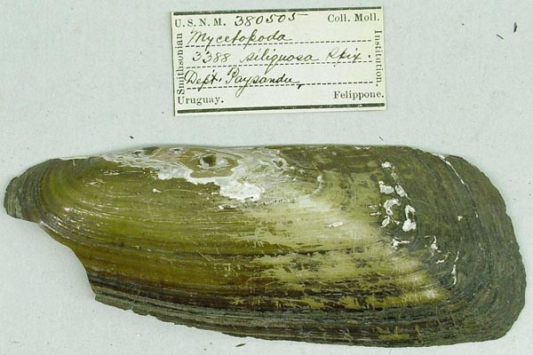 specimen