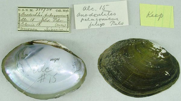 specimen