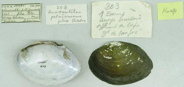 specimen