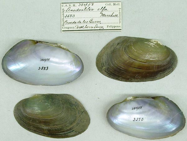 specimen