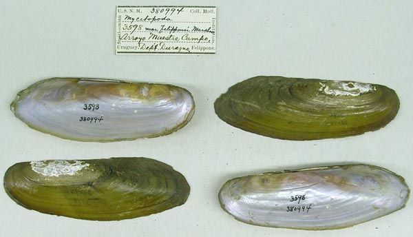 specimen