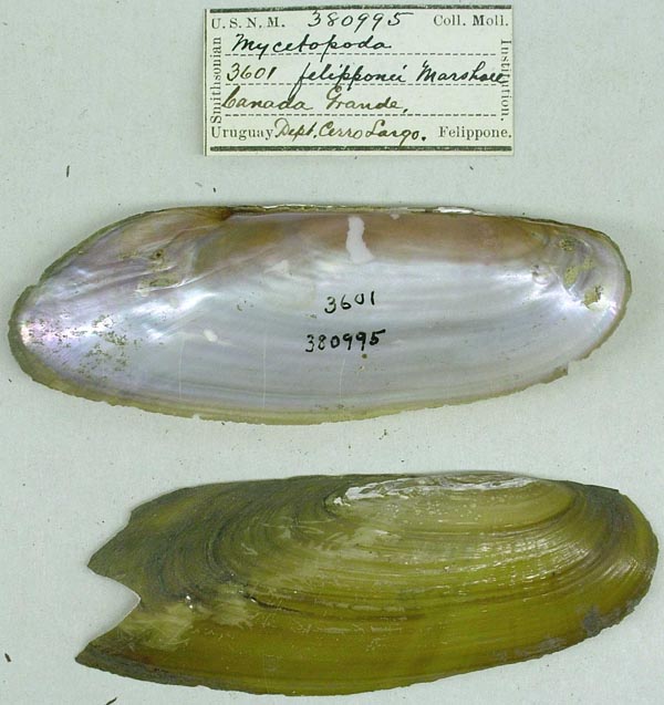 specimen