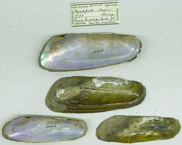 specimen