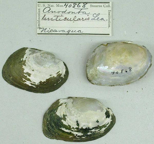 specimen