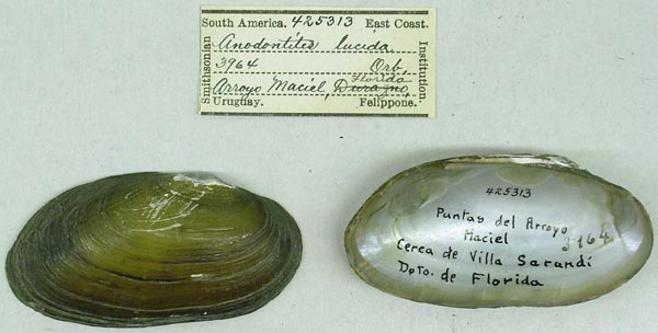 specimen