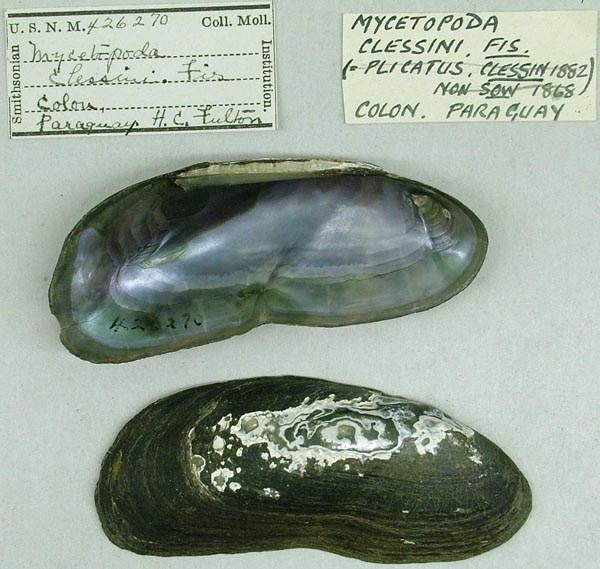 specimen