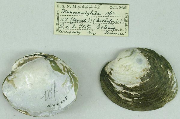 specimen