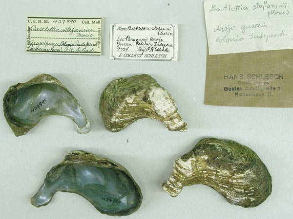 specimen