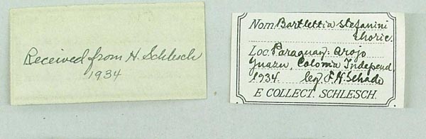specimen