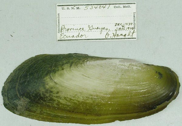 specimen