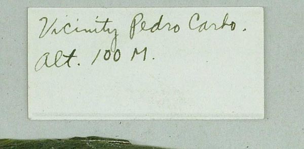 specimen