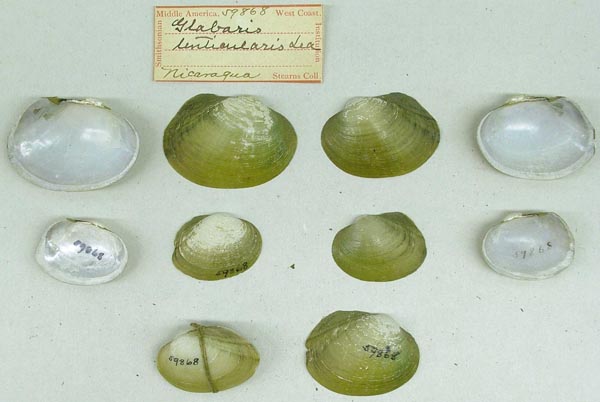 specimen