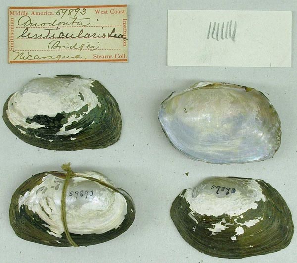 specimen