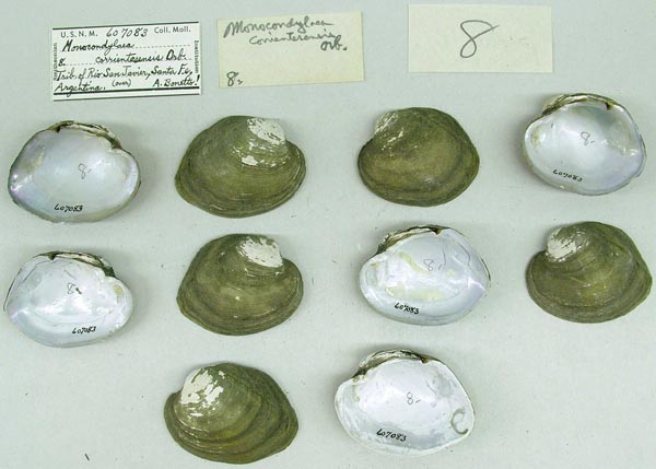 specimen