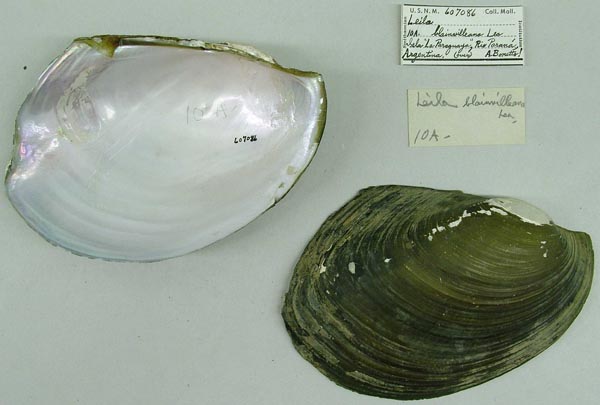 specimen
