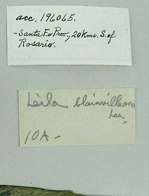 specimen