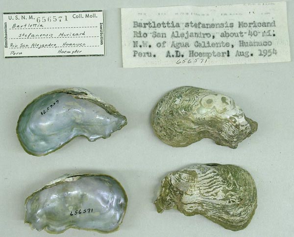 specimen