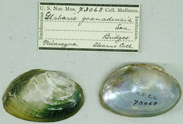 specimen