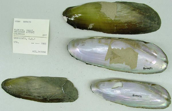 specimen