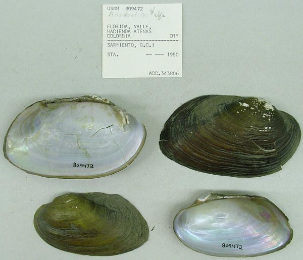 specimen