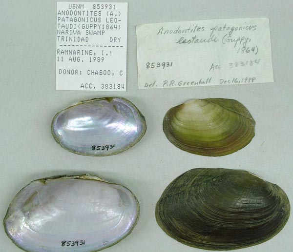 specimen