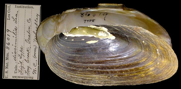specimen