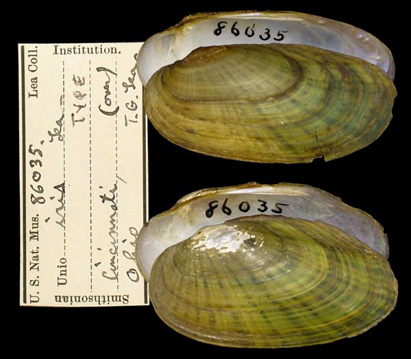 specimen