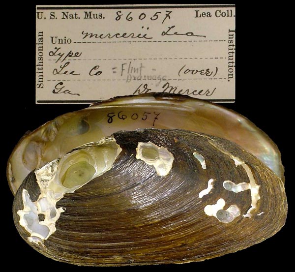 specimen