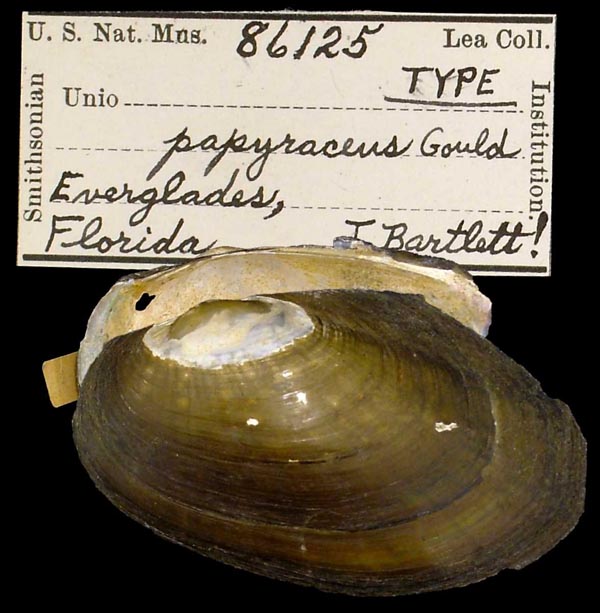specimen