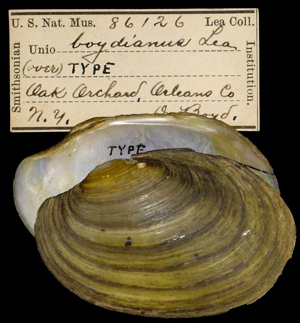specimen