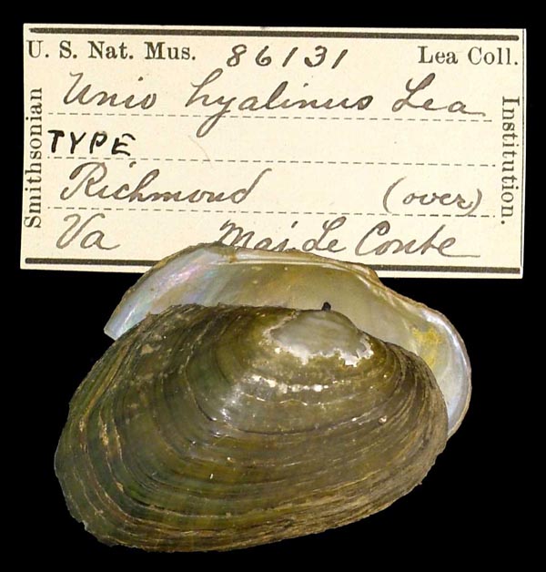 specimen